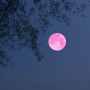Pełnia Różowego Księżyca mocno wpłynie na 3 znaki zodiaku